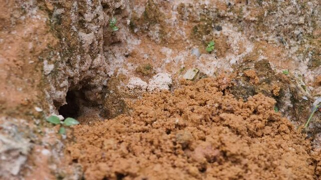 Tarantula predatory wasp (Pepsis formosa) digging in the sand