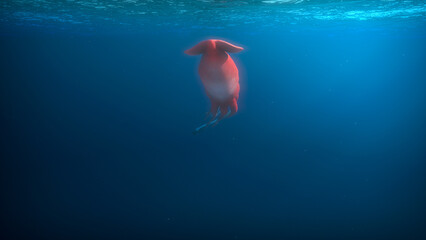 Giant deep sea squid swims underwater