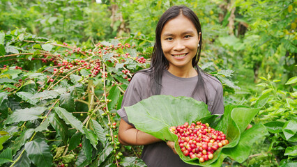 portrait of happy young asian woman arabica coffee farmer on plantation, harvesting red ripe...