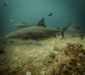 Fototapeta premium Bull sharks in Fiji are known for their strength and adaptability, often seen in coastal waters and river mouths, offering thrilling diving experiences for adventurers.