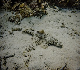Crocodile fish are unique bottom-dwelling fish known for their flat bodies and excellent camouflage, blending seamlessly with the ocean floor to ambush prey.







