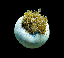 Sea anemones provide a vibrant home for clownfish, offering protection with their stinging...