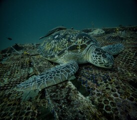 Mabul Island is a haven for sea turtles, where divers and snorkelers can encounter these graceful creatures in their natural habitat, surrounded by vibrant coral reefs.






