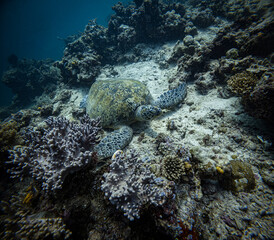 Mabul Island is a haven for sea turtles, where divers and snorkelers can encounter these graceful creatures in their natural habitat, surrounded by vibrant coral reefs.






