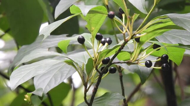 [4K] Spicebush (Lindera umbellata var. membranacea) Black Berries: Aromatic Plant used for Essential Oil in Japan 【4K】深山に実るオオバクロモジの黒い実：高級爪楊枝や和精油の原料となる香木。晩夏の森の自然風景素材 撮影日：20240824-1