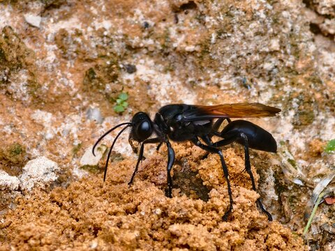 Tarantula predatory wasp (Pepsis formosa) digging in the sand