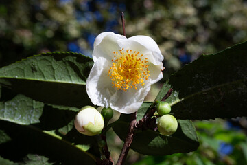 Tea or Chinese camellia or tea bush. White flowers of Camellia sinensis close-up, selective focus....