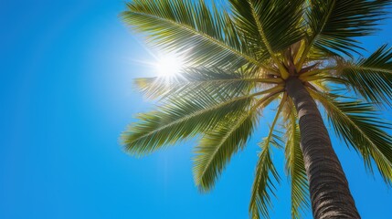 beach palm tree summer