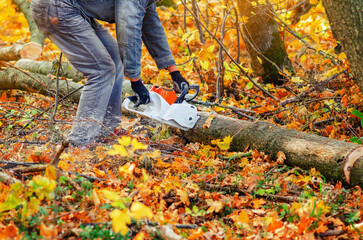 Man in jeans cuts tree trunk with chainsaw. Bright photo with yellow fallen leaves and cut trees.