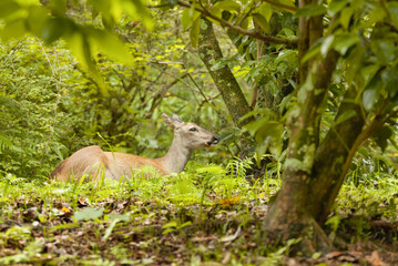 roe deer