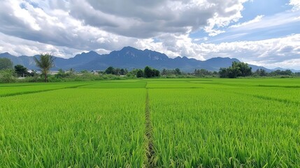Fototapeta premium Organic rice fields with mountain backdrop and cloudy sky, natural beauty, organic rice field, rural scenery