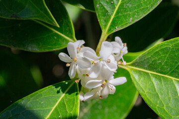 Osmanthus fragrans macro. Small white flowers on a branch in the garden. The fragrance of osmanthus...
