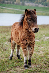 baby pony