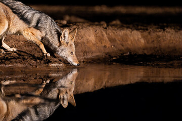 a black-backed jackal at the waterhole during nighttime