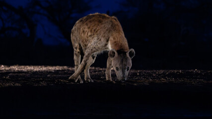a spotted hyena at the waterhole during nighttime, taken from an underground hide