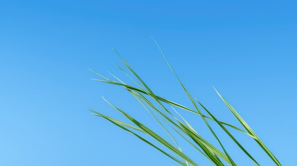 sky grass plant
