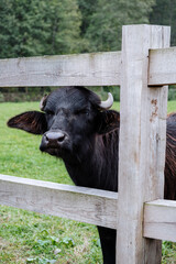 cow on the farm