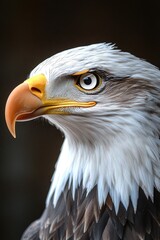 Obraz premium Bald eagle's head portrait