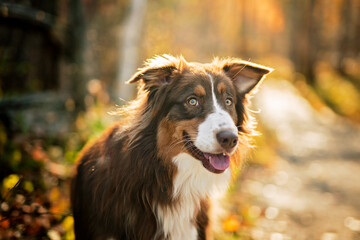 brown tricolor australian shepherd dog in fall season