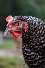 portrait of a chicken