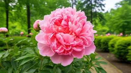 Fototapeta premium flower plant bloom