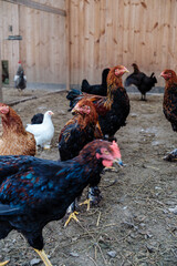 chickens