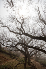 Trees tangled in mountain fog in winter