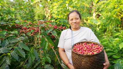 Authentic portrait of smiling young woman coffee farmer with harvested cherries in traditional...