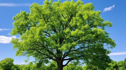 Fototapeta premium leaves ash tree