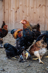 chickens