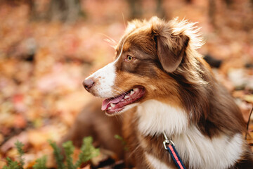 brown tricolor australian shepherd dog in fall season