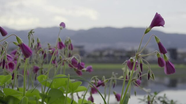 川沿いの公園に自生するイモカタバミが風に揺れる風景、スローモーション