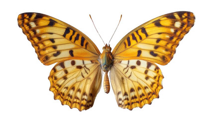 Fototapeta premium Photo of a vibrant isolated butterfly in different collors hues, highly detailed wings on a transparent background