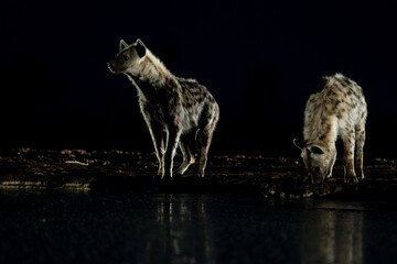 a spotted hyena drinking water at nighttime, taken from a low-angle