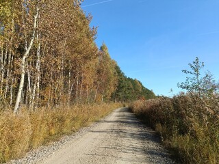 Rekyva forest during sunny autumn day. Pine and birch tree woodland. Blueberry bushes are growing in woods. Sunny day with white and gray clouds in sky. Fall season. Nature. Rekyvos miskas.