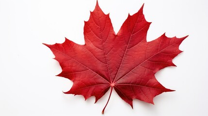 red fall leaf isolated
