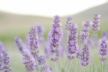 Naklejka premium Serene Lavender Field in Full Bloom Under Clear Sky