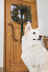 Beautiful white dog on background of wooden doors with stylish christmas rustic wreath, firewood and tree at snowy entrance. Cute dog sitting on modern farmhouse porch with winter decor