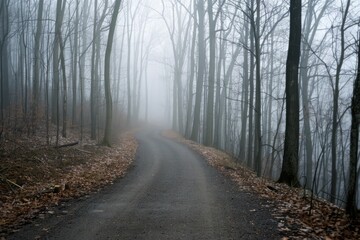 Obraz premium A fog-covered road weaves through bare trees, evoking a mysterious, haunting journey into an unseen, quiet world.