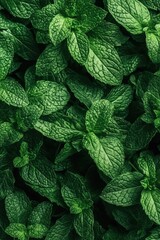 Close-up of green leaves