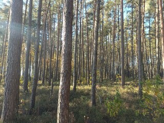 Rekyva forest during sunny autumn day. Pine and birch tree woodland. Blueberry bushes are growing in woods. Sunny day with white and gray clouds in sky. Fall season. Nature. Rekyvos miskas.