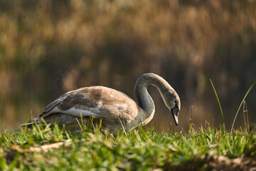 Łabędź niemy gatunek dużego ptaka wodnego częściowo wędrownego, zamieszkujący wody przybrzeżne © Zbigniew