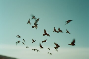 Fototapeta premium Birds soar across a tranquil teal sky, their wings blurred in motion creating a feeling of endless possibilities.