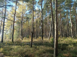 Rekyva forest during sunny autumn day. Pine and birch tree woodland. Blueberry bushes are growing in woods. Sunny day with white and gray clouds in sky. Fall season. Nature. Rekyvos miskas.