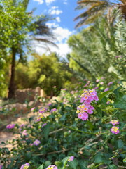 AlUla Cultural oasis in Saudi Arabia 