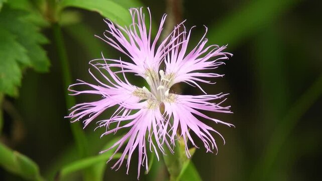 【山野草】カワラナデシコ（河原撫子）：Dianthus superbus var. longicalycinus 240824-1