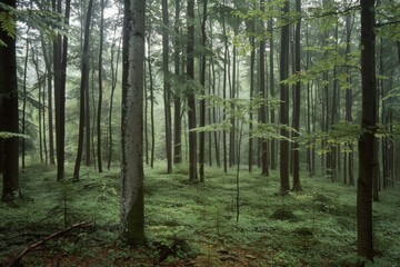 Obraz premium Tall, misty trees stretch towards the sky in a mystical forest, shrouded in an ethereal haze that captures the essence of enchantment.