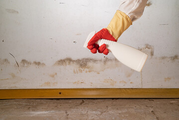 Human found mold on wall , in your residential building after renovation. a hand in a bathrobe and...