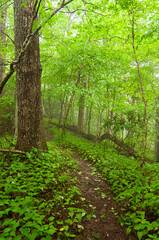 A narrow path shrouded in mist winds through a forest with bright green trees and lush groundcovers. Georgia hiking trail near Lake Nottely. Vertical.