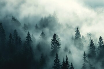 Misty Forest with Silhouetted Pine Trees